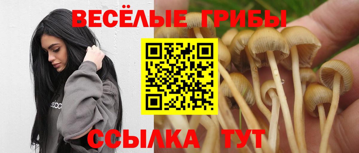 Кингисепп  Галлюциногенные грибы Psilocybine cubensis  Псилоцибиновые грибы Psilocybe  Вход с VPN 
